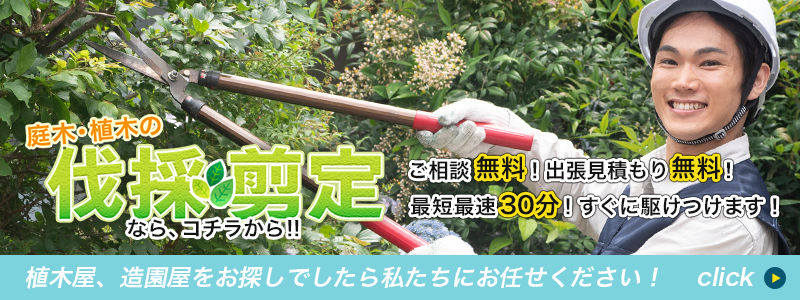 庭木・植木の伐採剪定ならこちらから！　ご相談無料！　出張見積もり無料！　最短最速30分！　すぐに駆けつけます！　植木屋、造園屋をお探しでしたら私たちにお任せください！